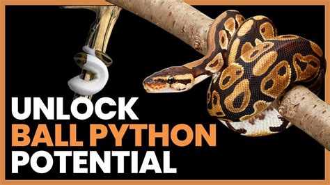 Unlock the full potential of Python with Rune's advanced features
